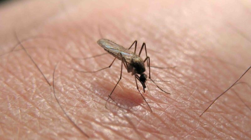 Moustique Maroc Morocco mosquito