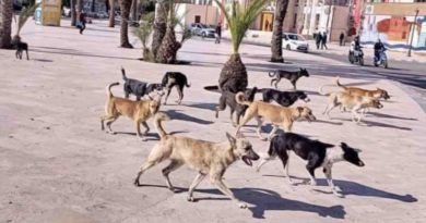 chiens errants Maroc