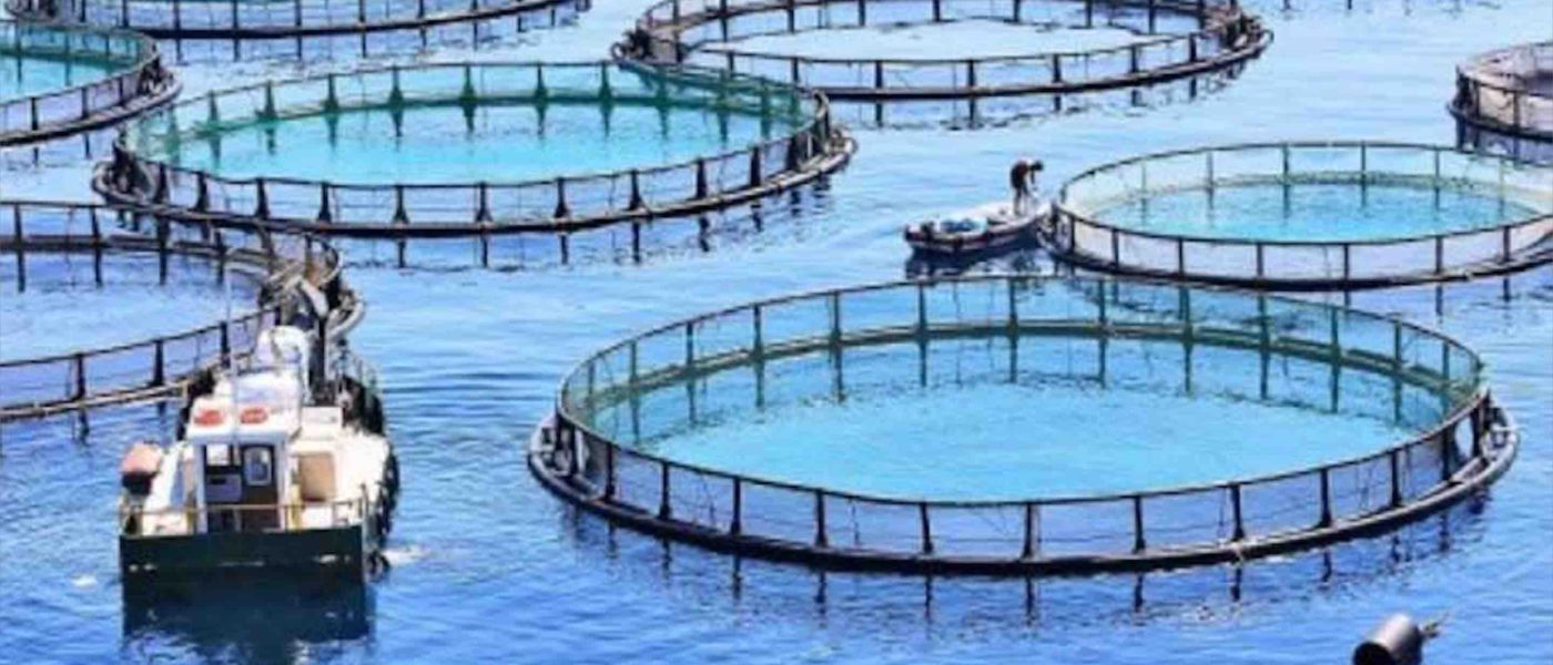 aquaculture écloseries de poissons marins Maroc