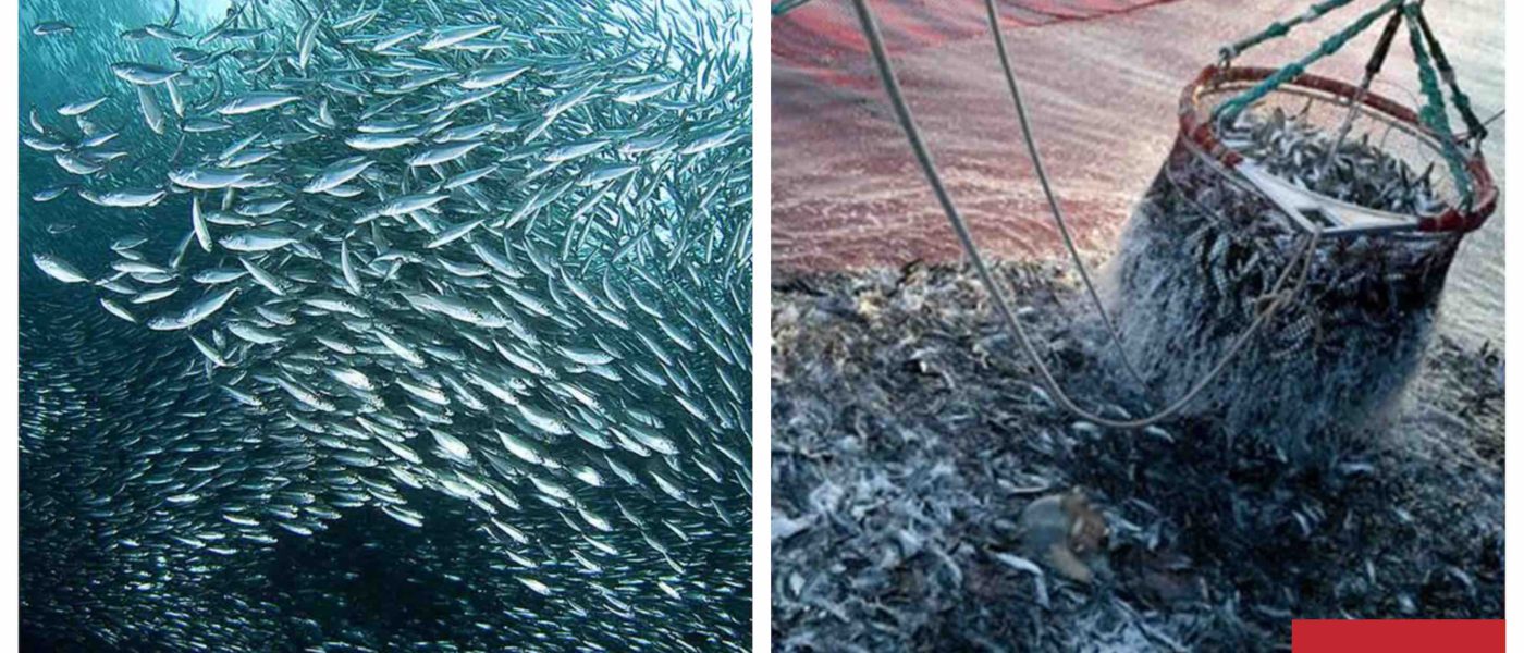 Sardines Maroc Morocco