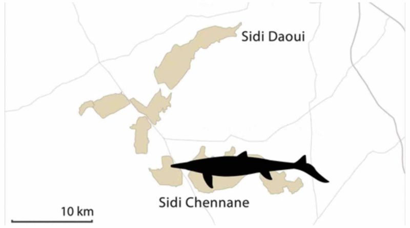 Maroc découverte reptile marin mosasaure